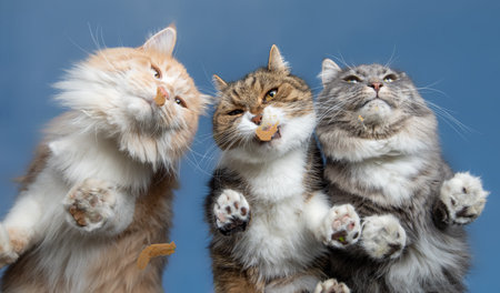 bottom view of three cats licking cat malt cream from a window glass in front of blue skyの写真素材