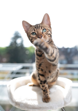 young playful bengal cat on top of scratching post in front of balcony looking at camera curiously raising its pawの写真素材