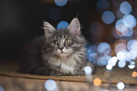 tabby blue maine coon kitten lying on a carpet relaxing in front of bokeh lights looking to the sideの写真素材