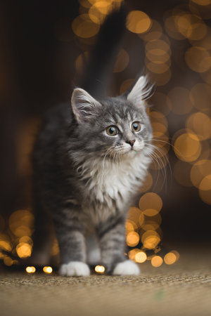 tabby blue maine coon kitten standing on sisal carpet in front of light string bokeh backgroundの写真素材