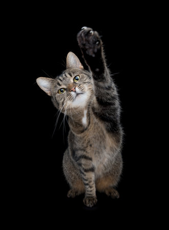 tabby shorthair cat raising paw looking at camera in front of black studio backgroundの写真素材