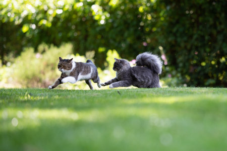 two playful cats chasing each other in the garden on a sunny summer dayの写真素材