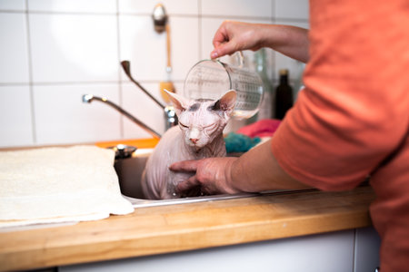 pet owner pouring water over a hairless sphynx cats head while taking a bath in the kitchen sinkの写真素材