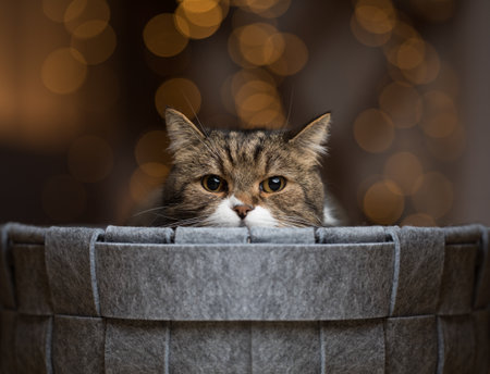 portrait of a tabby british shorthair cat hiding behind pet bed in front of bokeh lightsの写真素材