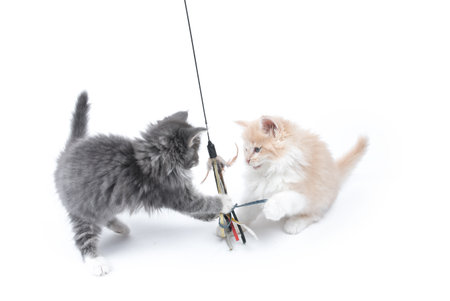 two maine coon kittens playing with cat toy in front of white backgroundの写真素材