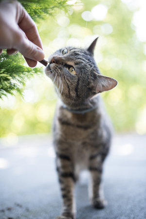 tabby domestic shorthair cat getting fed by human hand outdoors on a sunny dayの写真素材