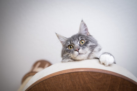 low angle view of a blue tabby maine coon kitten with white paws relaxing on scratching post platform looking down curiouslyの写真素材