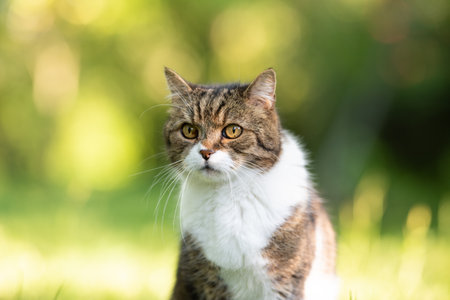 close up portrait of a tabby white british shorthair cat outdoors in nature looking on a sunny summer day with creamy bokehの写真素材