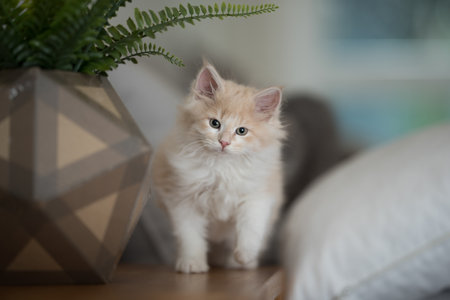 cute fluffy maine coon kitten beside plant pot llooking at cameraの写真素材