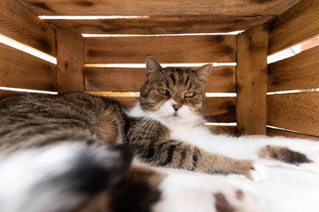 tired tabby white british shorthair cat relaxing in wooden fruit crate box outdoors on a sunny summer day looking at camera sleepyの写真素材