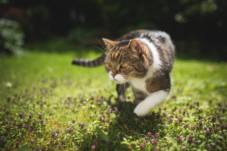 tabby white british shorthair cat walking over the lawn on a sunny dayの写真素材