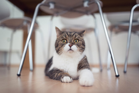 tabby british shorthair cat lying under a dining table chair with chrome legsの写真素材