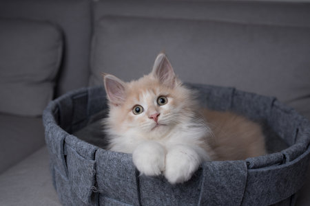red cream colored maine coon kitten lying in pet bed looking into the light sourceの写真素材