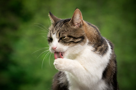tabby white cat outdoors in green natural environment licking paw cleaning furの写真素材
