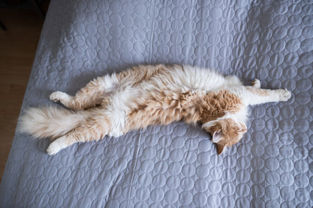 young fluffy cream tabby white ginger maine coon cat lying on back on gray blanket sleeping and stretchingの写真素材