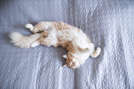 young fluffy cream tabby white ginger maine coon cat lying on back on the bed sleeping with copy spaceの写真素材