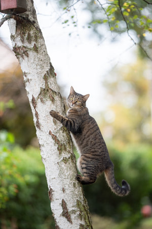 tabby domestic shorthair cat climbing up birch tree with birdhouse in the back yard looking at cameraの写真素材