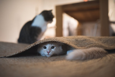 red cream colored maine coon kitten hiding under the carpet. another cat is standing in the backgroundの写真素材