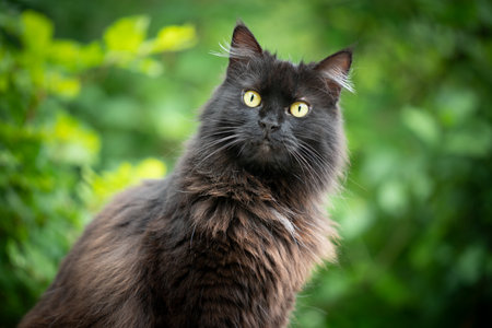 portrait of a fluffy black longhair cat outdoors in nature with green foliage in the backgroundの写真素材