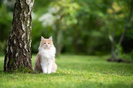beige white maine coon cat standing next to a birch tree trunk in the back yard looking a bit grumpy at cameraの写真素材