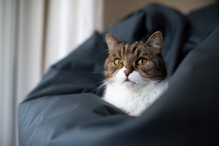 tabby white british shorthair cat resting on comfortable blue bean bag pillow looking curiouslyの写真素材