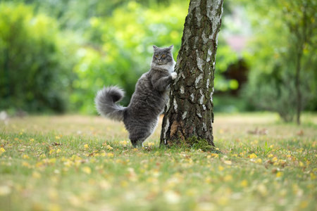 maine coon cat with white paws and fluffy tail about to climb up a birch tree looking to the side outdoorsの写真素材