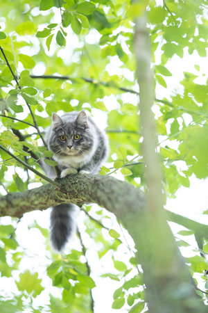 low angle view of a young maine coon cat with white paws and fluffy tail climbing tree balancing on branchの写真素材
