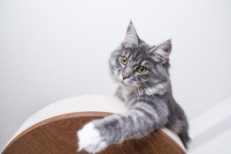 low angle view of a blue tabby maine coon kitten playing on scratching post platformの写真素材