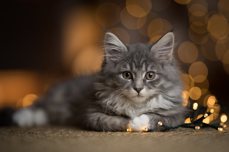 tabby blue maine coon kitten lying on a sisal carpet in front of bokeh lights looking directly at the cameraの写真素材