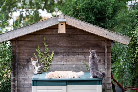 three cats outdoors in the back yard in front of a shed looking at birdhouse on a hot summer day observing the areaの写真素材