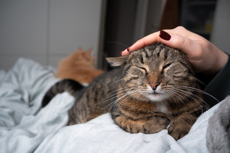 cute tabby cat relaxing on blanket getting head stroked by pet owner in bedroom. another cat resting in the backgroundの写真素材