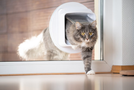 blue tabby maine coon cat coming home entering room through cat flap in window looking aheadの写真素材
