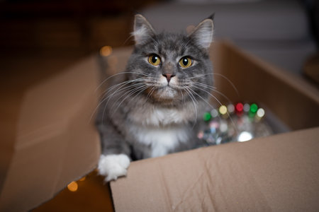 cute young curious blue tabby maine coon cat with white paws in cardboard box with christmas decoration looking at cameraの写真素材