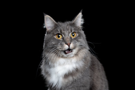 studio portrait of a young blue tabby white maine coon cat looking at camera with open mouth meowing isolated on black backgroundの写真素材