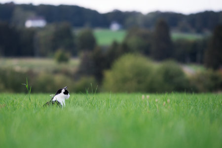 black and white cat standing on a field of grass village in the backgroundの写真素材