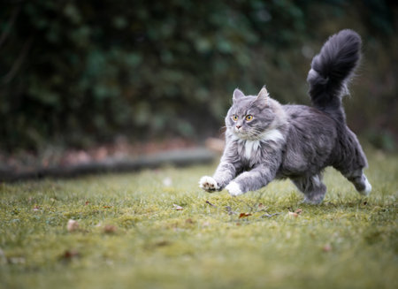 blue tabby white maine coon cat with fluffy tail running on grass at full speed outdoors in the gardenの写真素材