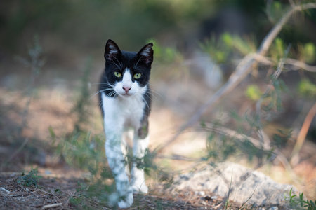 black and white stray cat with ear notch walking towards camera looking in the forest of Cala Gat, Majorca on a sunny summer dayの写真素材
