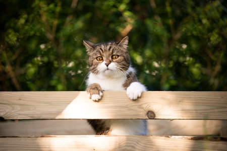 tabby white cat climbing up wooden fence of compost heap outdoors in the gardenの写真素材