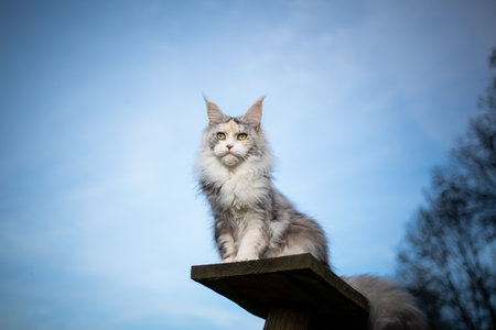 low angle view of a black torbie silver high white maine coon cat sitting on wooden plank of a cat tree outdoorsの写真素材