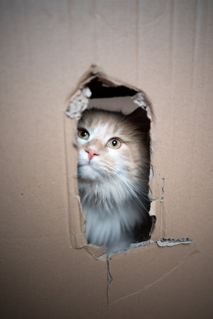 cream tabby white maine coon cat in cardboard box looking out through a holeの写真素材