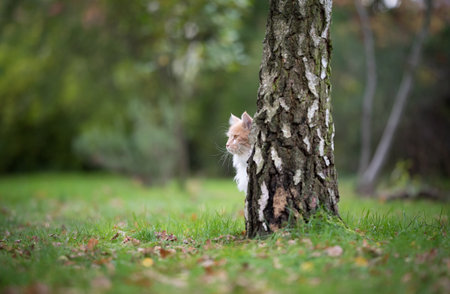 cream colored beige white maine coon cat hiding behind birch tree observing the garden outdoors in nature with autumn leaves on grassの写真素材