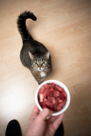 pet owner holding pet food bowl raw feeding tabby cat with beefの写真素材