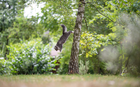 side view of a young blue tabby white maine coon cat jumping down a birch tree in the back yardの写真素材