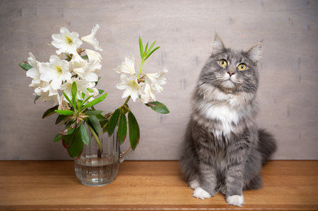 portrait of a cute blue tabby white maine coon cat sitting on wooden table ext to vase with rhododendron flowering plant looking at cameraの写真素材