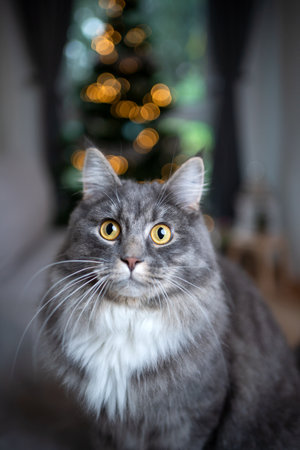 portrait of a cute blue tabby white maine coon cat in front of christmas tree bokeh looking at cameraの写真素材