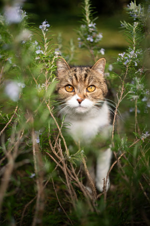 tabby white british shorthair cat hiding in rosemary bush looking up at cameraの写真素材
