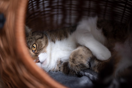 portrait of a beautiful tabby white british shorthair cat lying on side inside comfortable pet carrier basket relaxing looking at camera with one eyeの写真素材