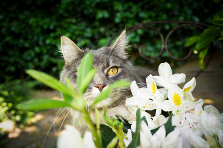 cute blue tabby white maine coon cat hiding behind flowering plant outdoors in gardenの写真素材