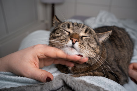 adorable tabby cat enjoys geetting stroked on chin by pet owner in bedroomの写真素材