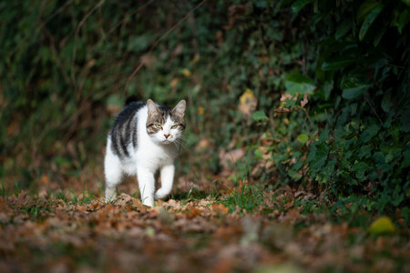 tabby white domestic shorthait cat walking on autumn leaves outdoors in nature looking at cameraの写真素材